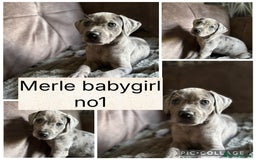 Mixed Breed dogs for sale: Rhodesian Ridgeback x Cane Corso puppies for sale - Image 2