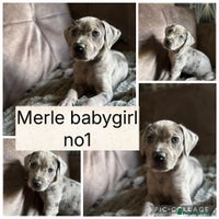 Mixed Breed dogs - Advert 12