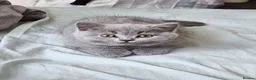 British Shorthair cats for sale: ✨️Stunning British Shorthair Blue Kitten ✨️ - Advert 13