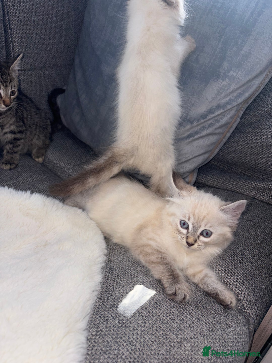 Ragdoll cats for sale: Ragdoll X bengals  - Image 11