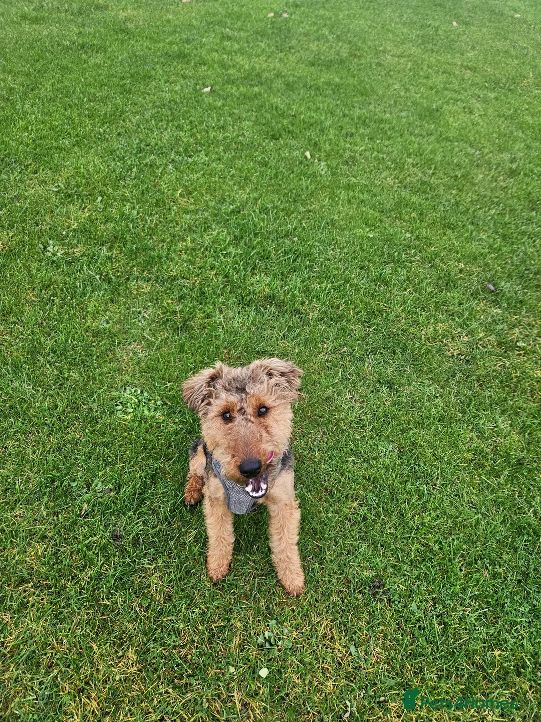 Welsh Terrier dogs for sale: Rehoming 18 month old Welsh Terrier - Advert 1