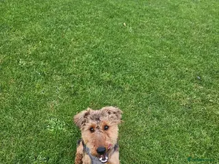 Welsh Terrier dogs Rehoming 18 month old Welsh Terrier - Advert 3