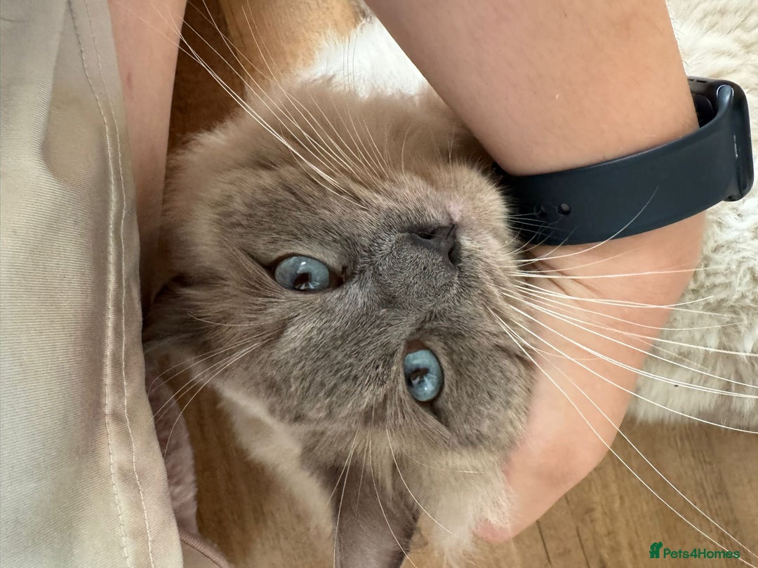 Ragdoll cats for stud: 💙 Wolfie – Blue Bicolour Ragdoll Stud - Image 5