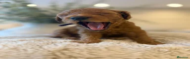 Cavapoo 6
