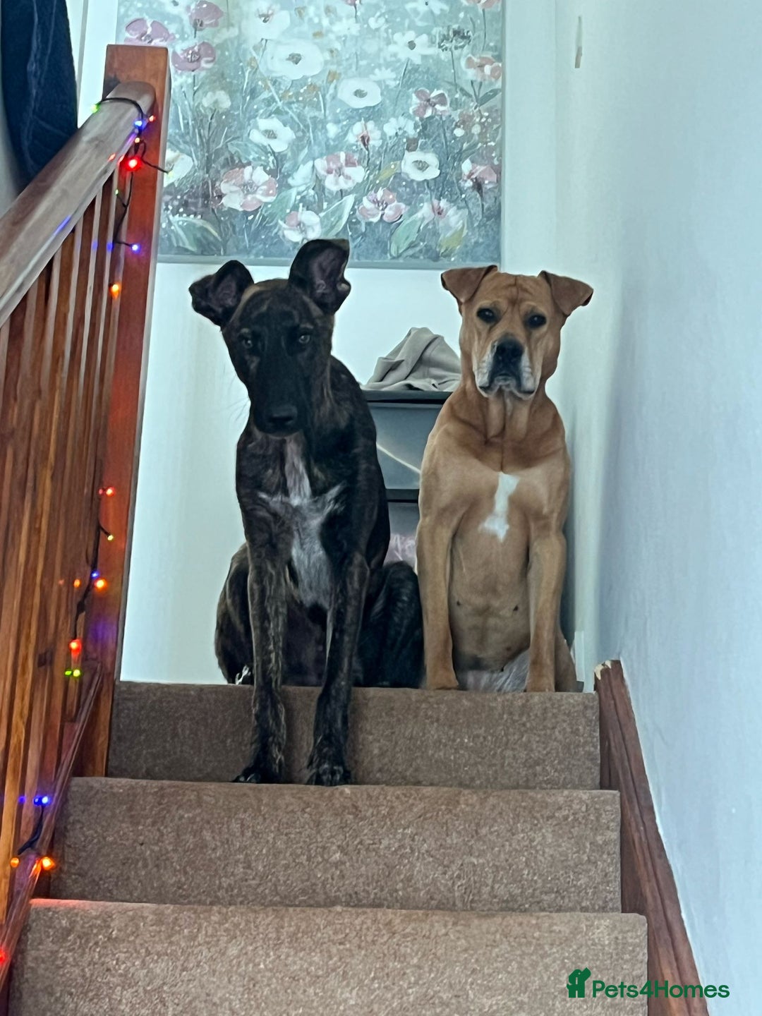 Mixed Breed dogs for sale: Knox - Shephound - Advert 12