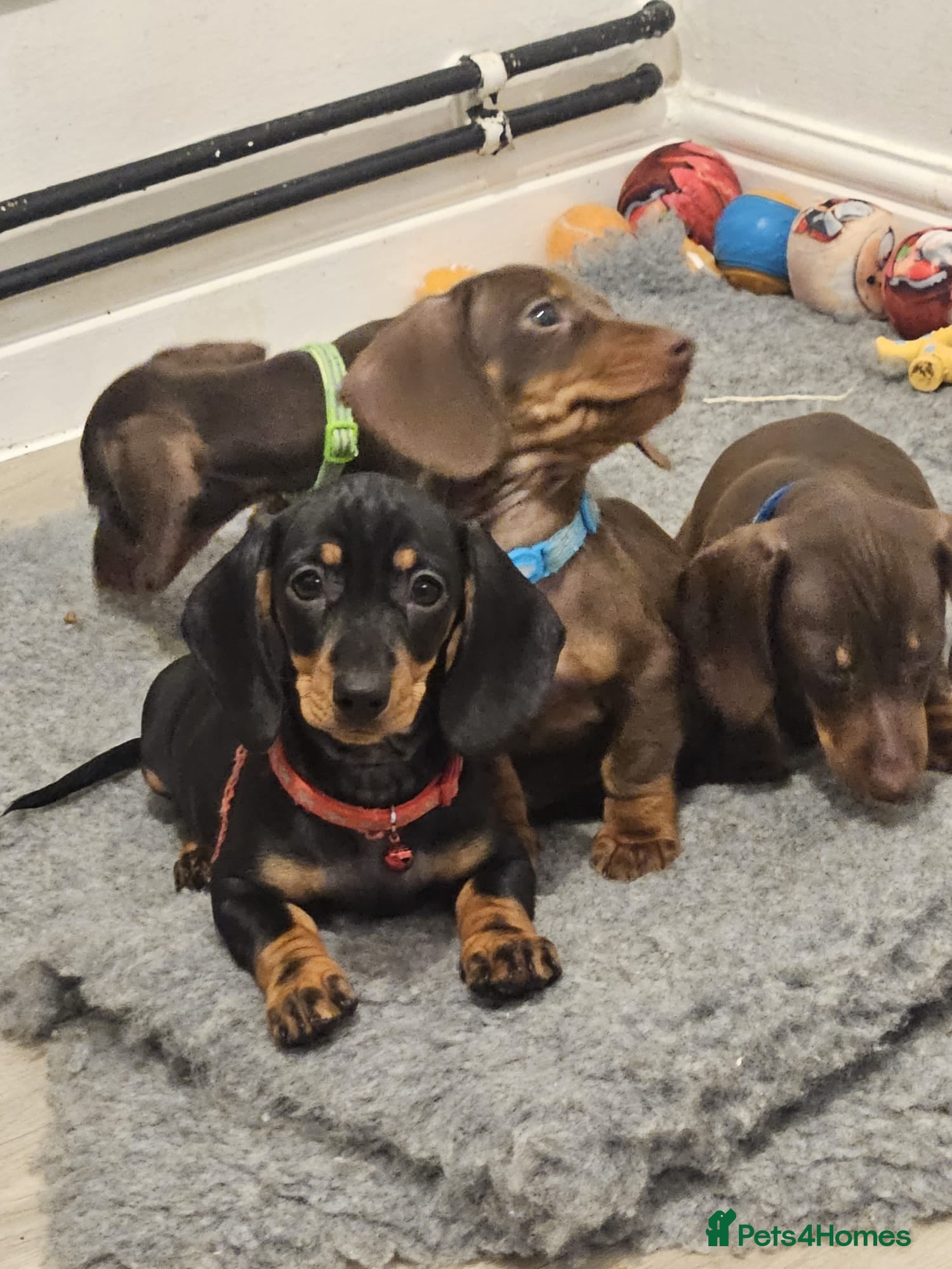 Miniature Dachshund dogs **READY TO GO** Miniature dachshund puppies  - Advert 2
