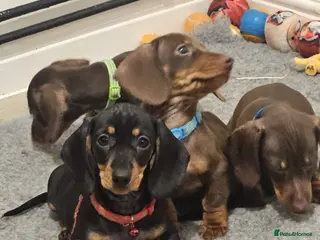 Miniature Dachshund dogs **READY TO GO** Miniature dachshund puppies - Advert 1