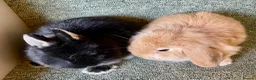 Netherland Dwarf rabbits for sale: Sweet Netherland Dwarf and Mini lop baby boys - Advert 4