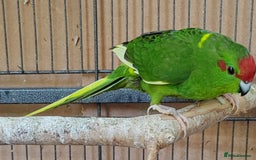 Cockatiels birds for sale: Cockatiels and Kakariki - Image 16