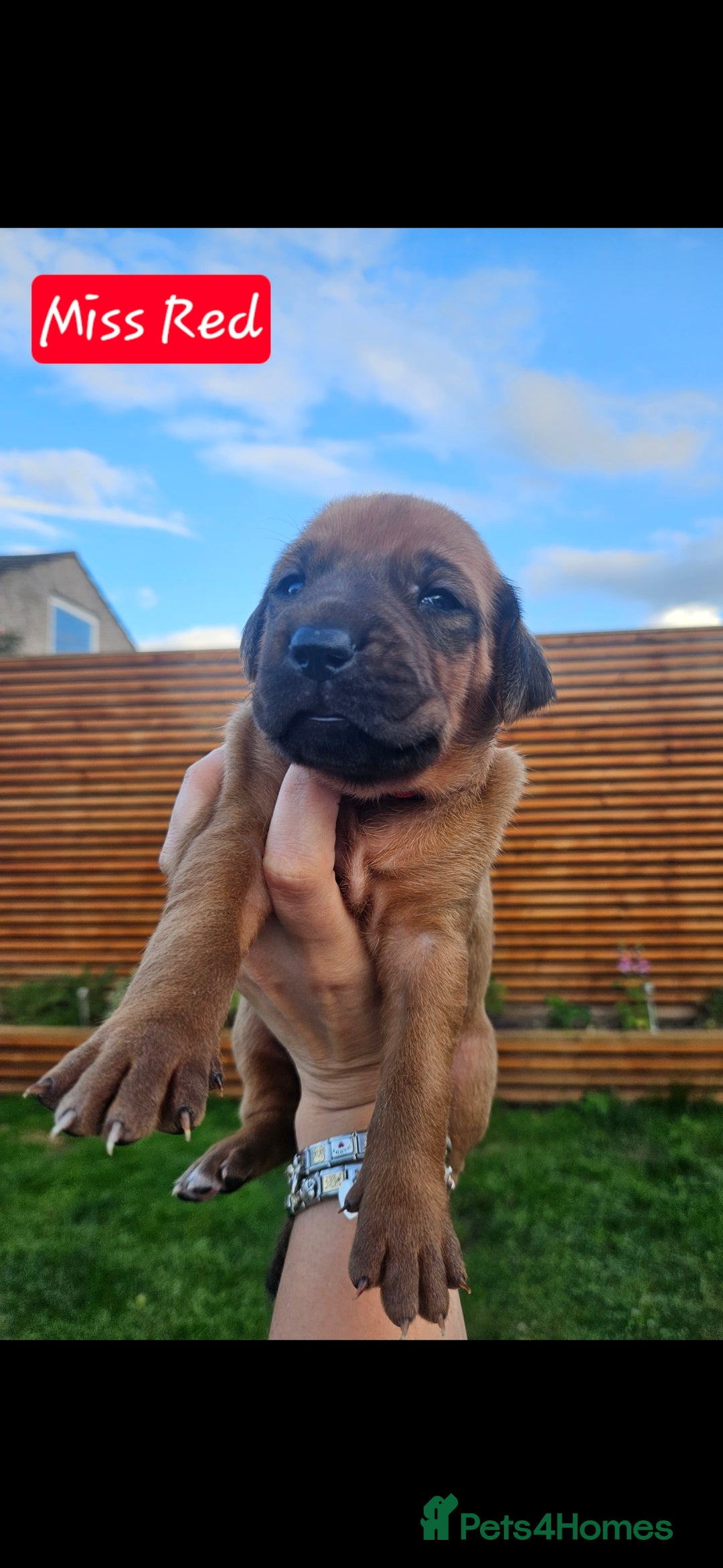 Rhodesian Ridgeback dogs Beautiful Rhodesian Ridgeback Puppies  - Advert 2