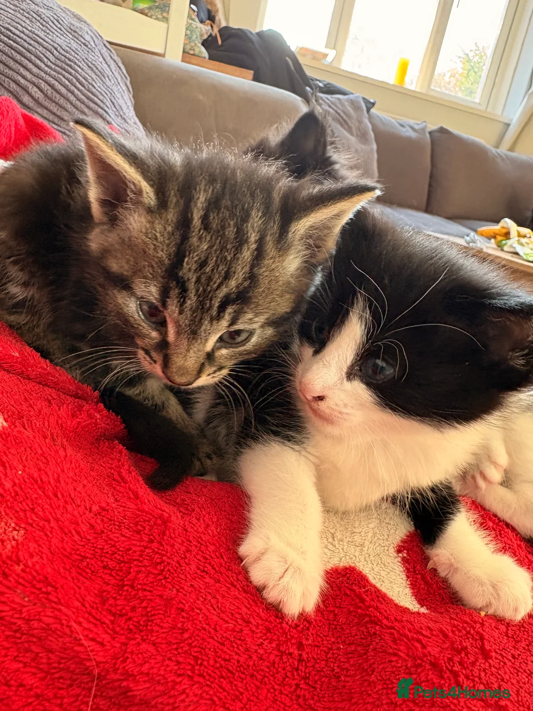 Mixed Breed cats for sale: Half bengal and Norwegian forest cat in Worcester Park - Advert 27