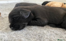 Labrador Retriever dogs for sale: Working Lab pups from 5⭐️ licensed breeders - Image 2