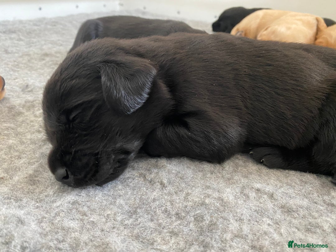 Labrador Retriever dogs for sale: Working Lab pups from 5⭐️ licensed breeders - Image 2
