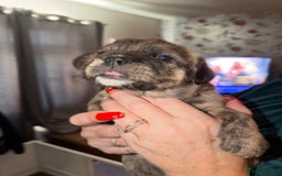 Mixed Breed dogs for sale: 💙2 Lovely male French bulldogs mixed💙  - Image 10