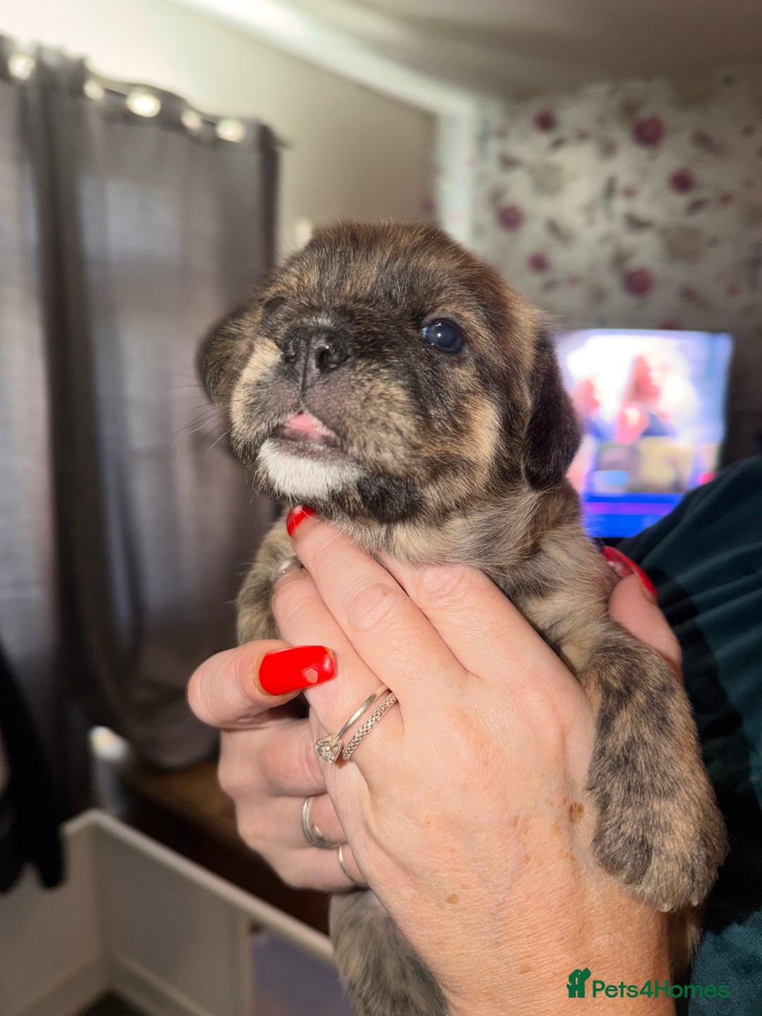 Mixed Breed dogs for sale: 💙2 Lovely male French bulldogs mixed💙  - Image 10