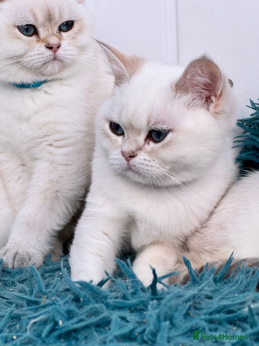 British Shorthair cats for sale: Beautiful Blue Gold & Choc Gold Colourpoint boys - Image 9