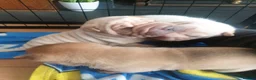 Shar Pei dogs for sale: Wrinkley cuddley shar pei pups  - Advert 8