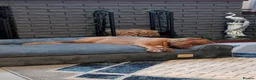 Dogue De Bordeaux dogs for sale: Thor and storm  in Mauchline - Advert 7