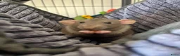 Rat rodents for sale: 4 dumbo rats + cage, food and accessories  in Esher - Advert 1