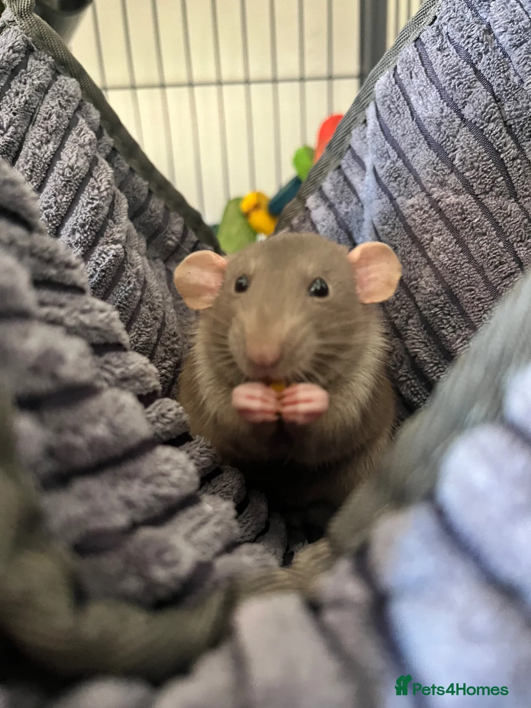 Rat rodents for sale: 4 dumbo rats + cage, food and accessories  in Esher - Advert 1