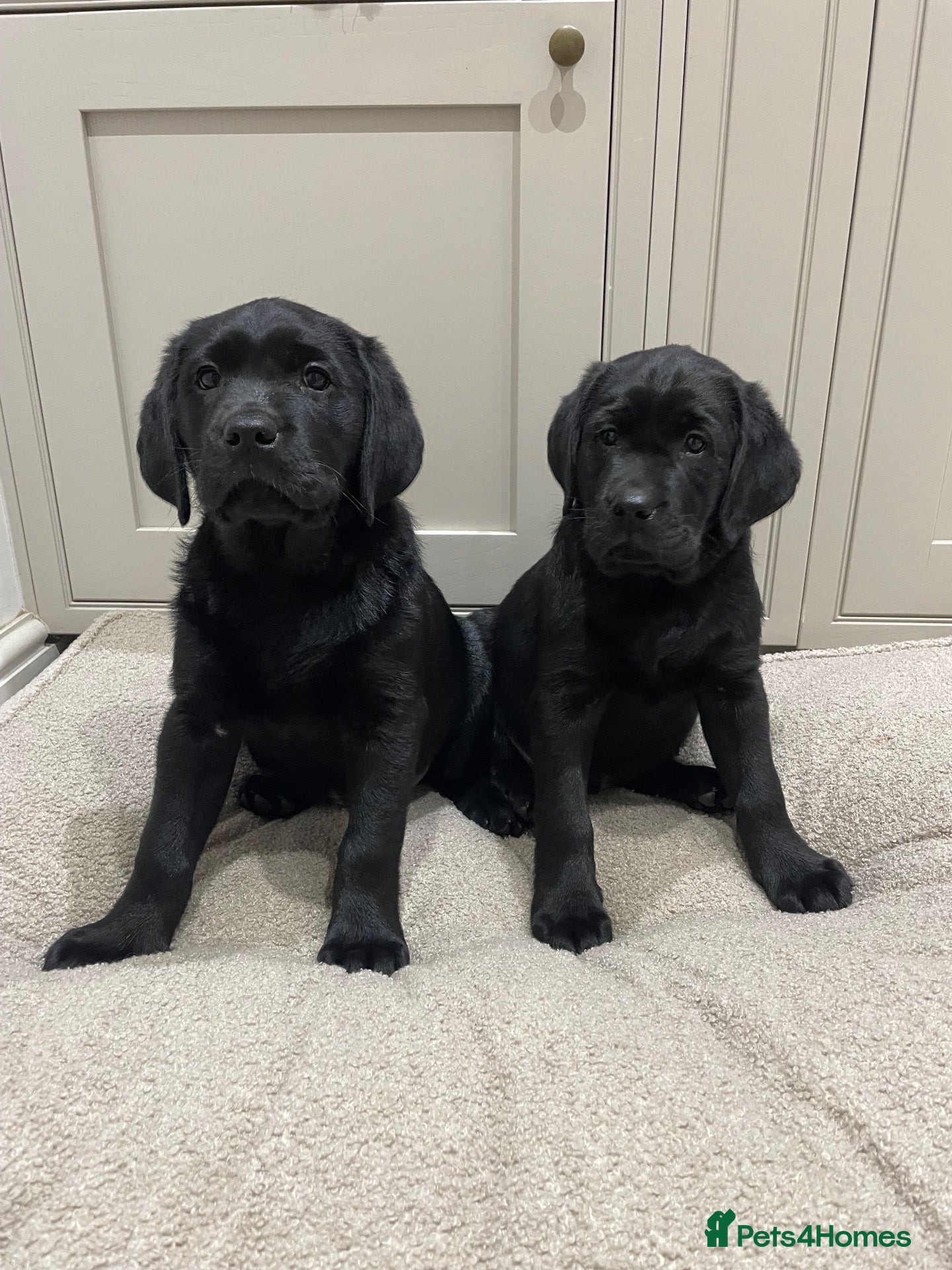 Labrador Retriever dogs for sale: *Ready Now* Beautiful Black Labrador Puppies  - Advert 12