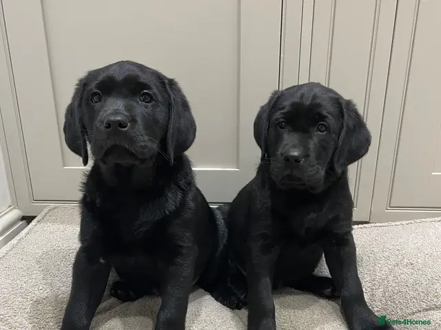 Labrador Retriever dogs for sale: *Ready Now* Beautiful Black Labrador Puppies - Advert 12