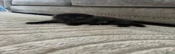 Scottish Fold cats for sale: Fluffy Scottish Fold kitten  - Advert 7
