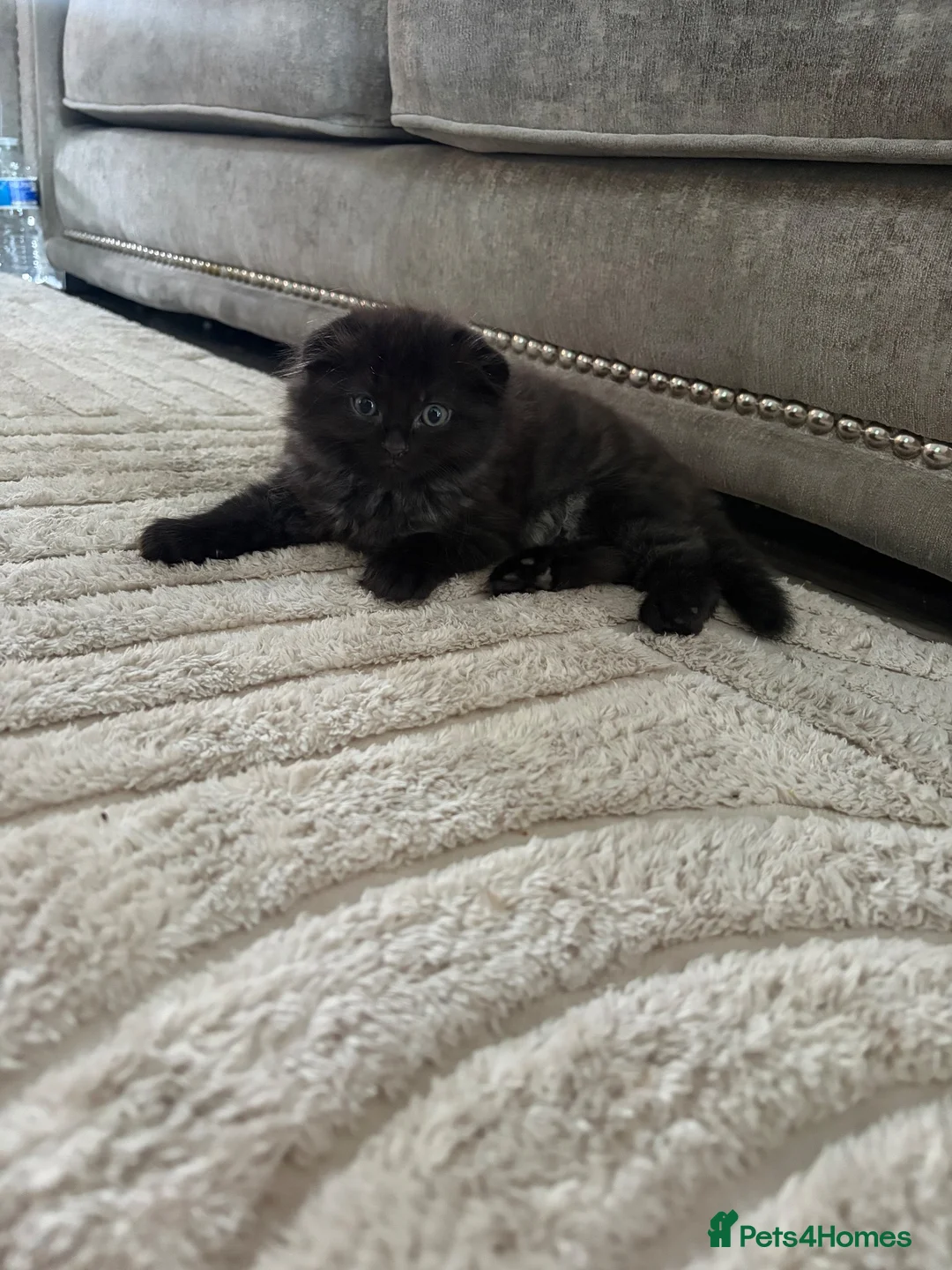 Scottish Fold cats for sale: Fluffy Scottish Fold kitten  - Advert 7