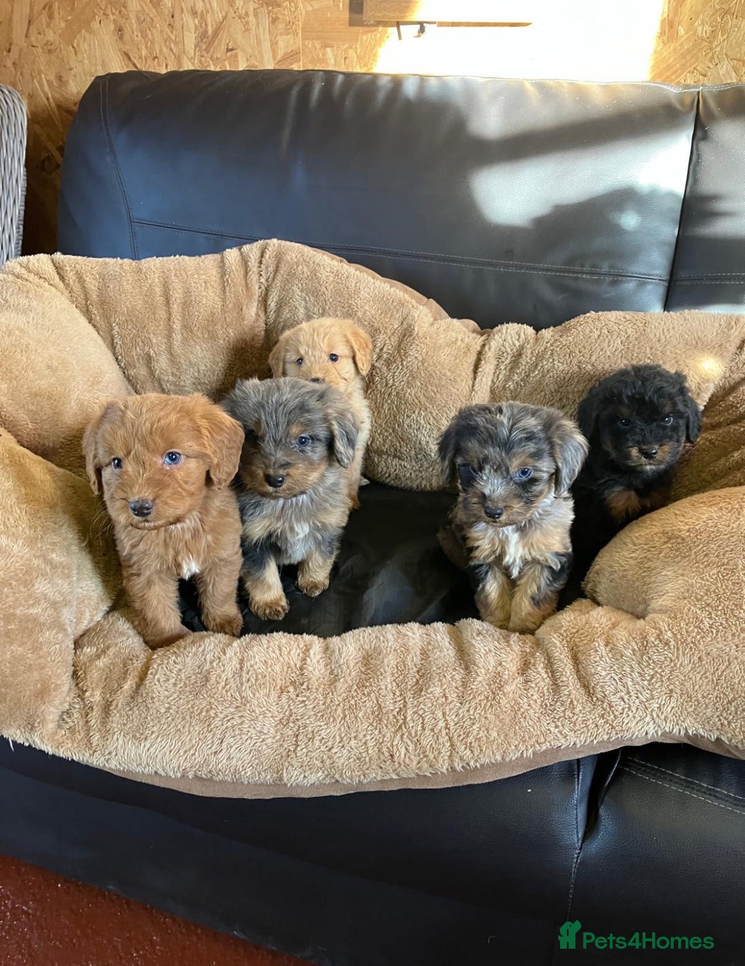 Cockapoo dogs for sale: Cockapoos  - Advert 1