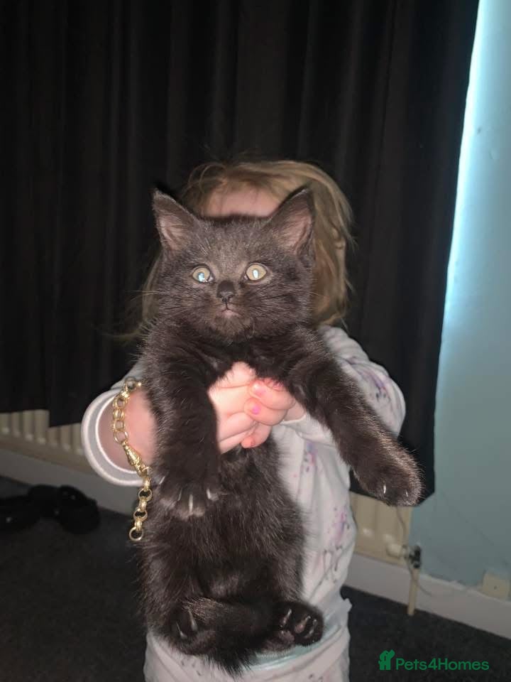 British Shorthair cats for sale: BRITISH SHORTHAIR KITTENS  in Bilston - Advert 5