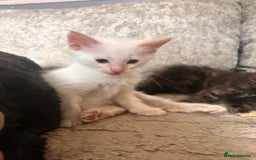 Ragdoll cats for sale: Ragdoll kitten  - Image 25