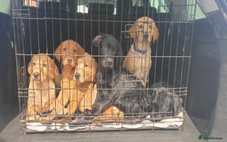Labrador Retriever dogs for sale: KC registard Labrador Retrievers fully vaccinated. in Barnstaple - Image 2