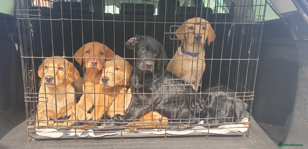 Labrador Retriever dogs for sale: KC registard Labrador Retrievers fully vaccinated. in Barnstaple - Image 2