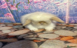 Mini Lion Lop rabbits for sale: Double mane lionlops ready 23rd Oct  - Image 5