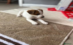Jack Russell dogs for sale: 2 males puppies for sale - Image 1