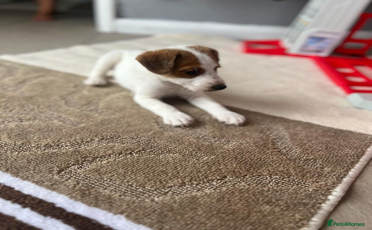 Jack Russell dogs - Advert 1