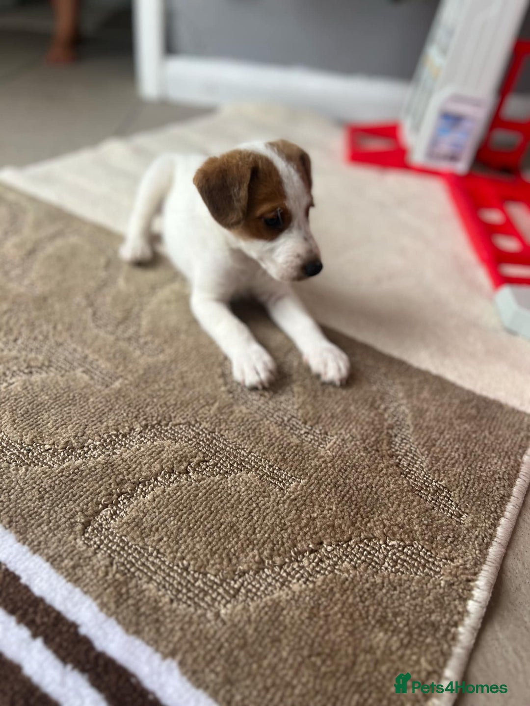 Jack Russell dogs for sale: 2 males puppies for sale - Image 1