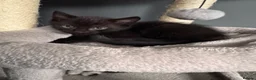 Mixed Breed cats for sale: Beautiful kittens  - Advert 9