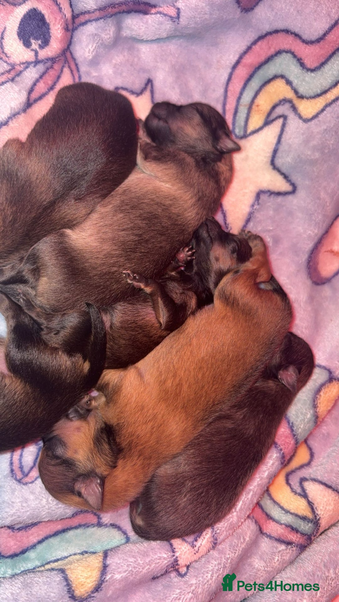 Pomeranian dogs for sale: Beautiful tiny Pomeranian puppies  - Advert 5