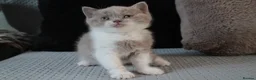 British Shorthair cats for sale: TICA British Shorthair & Longhair Kittens  - Advert 18