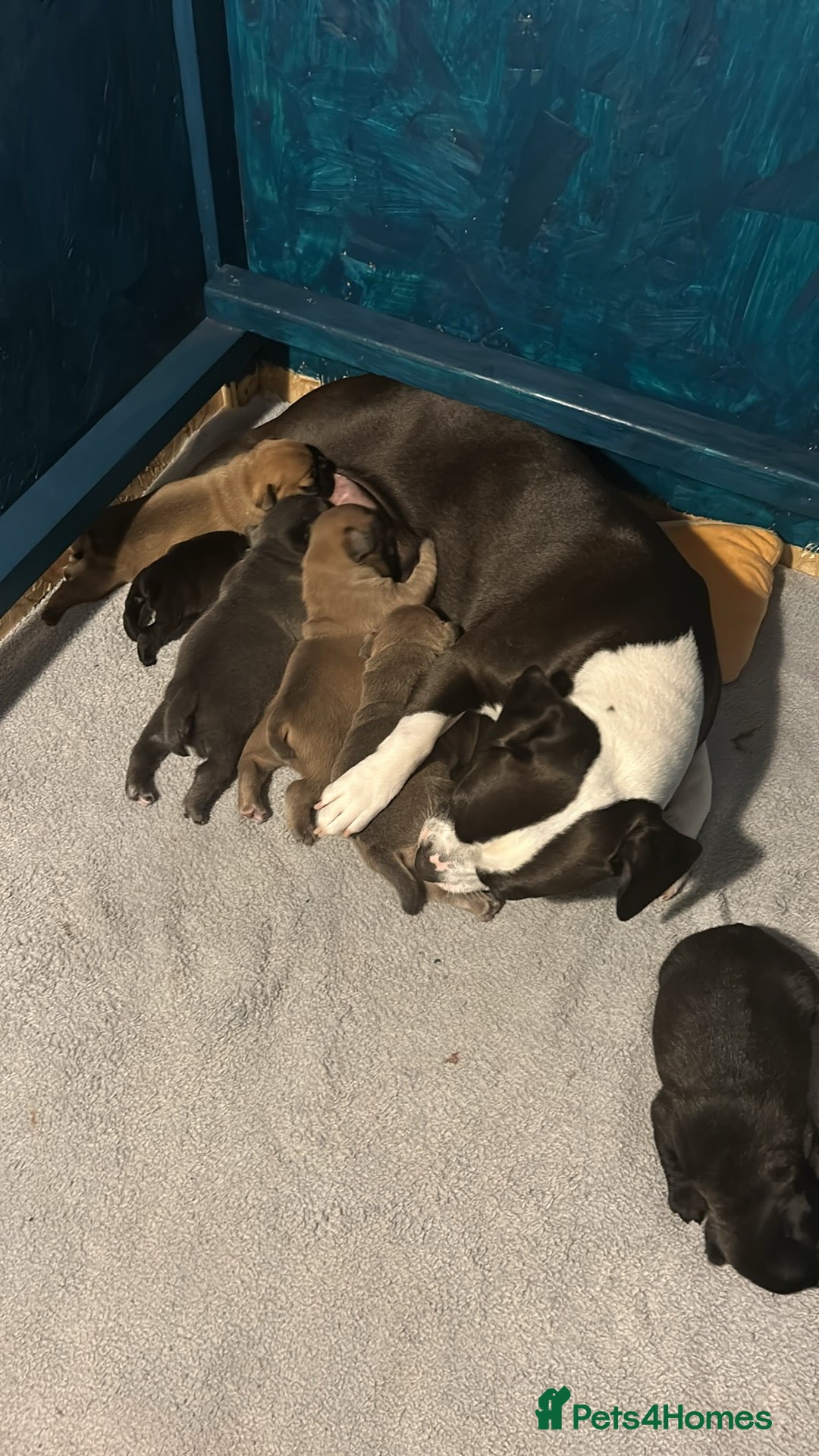 Mixed Breed dogs for sale: Frenchie x pups  - Image 15