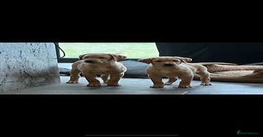Labrador Retriever dogs - Advert 12