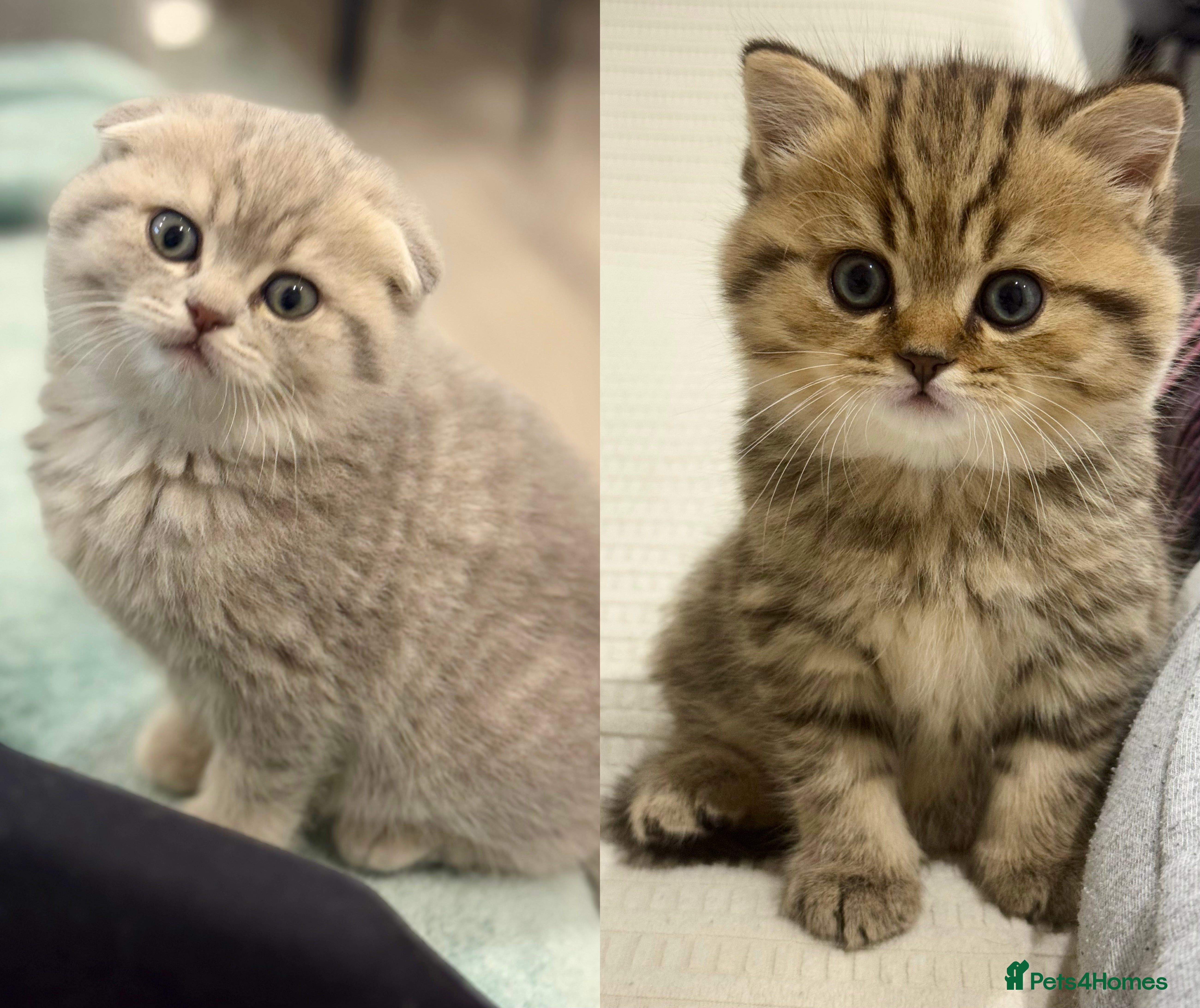 Scottish Fold cats -10% off🐾 Scottish kittens available for sale! 🐾 - Advert 7
