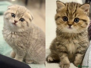 Scottish Fold cats -10% off🐾 Scottish kittens available for sale! 🐾 - Advert 1