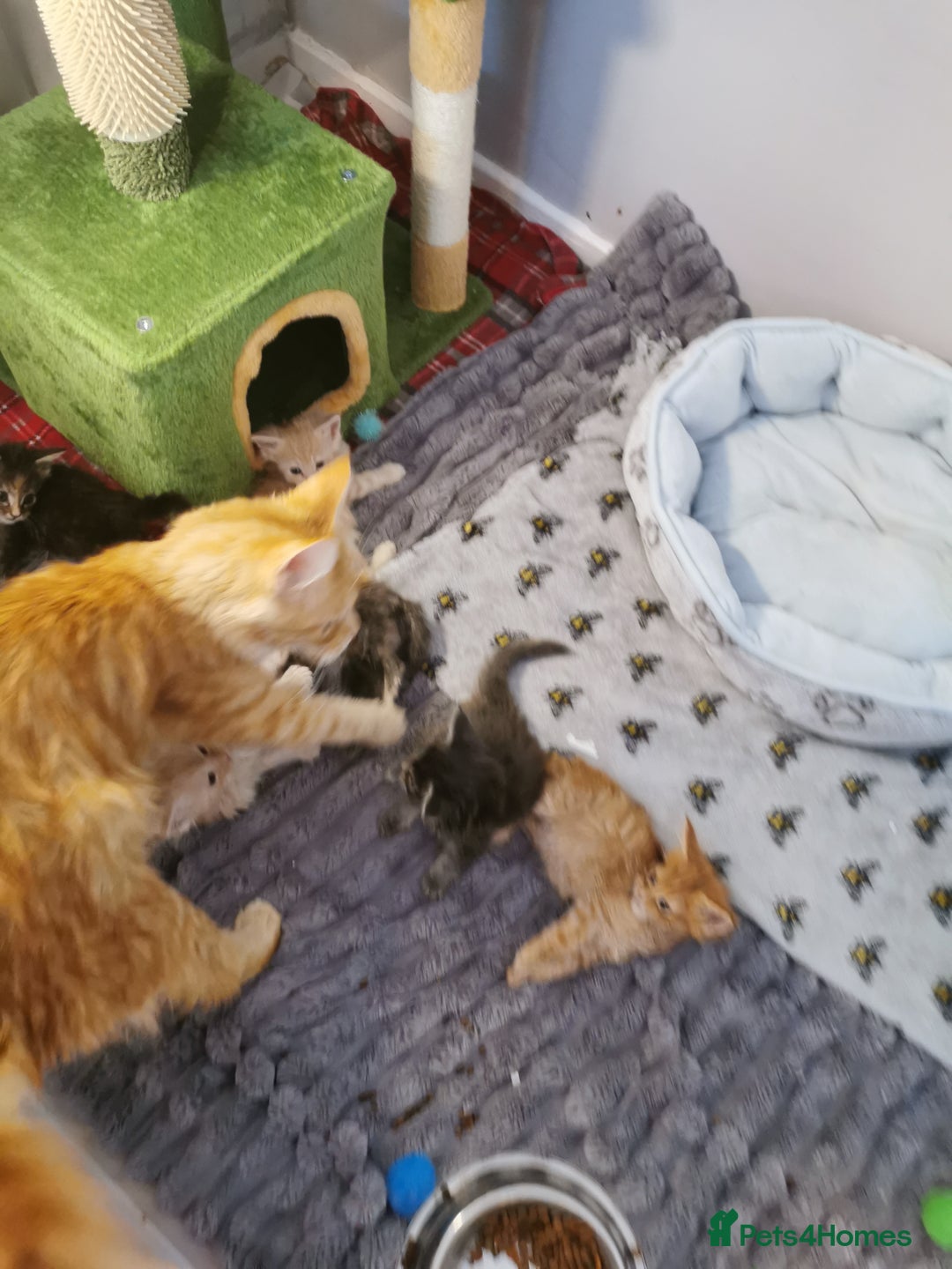 Maine Coon cats for sale: Full pedigree Maine Coon kittens for sale - Image 6