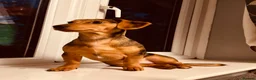 Jackshund dogs for sale: Poppy in Bridgwater - Advert 3