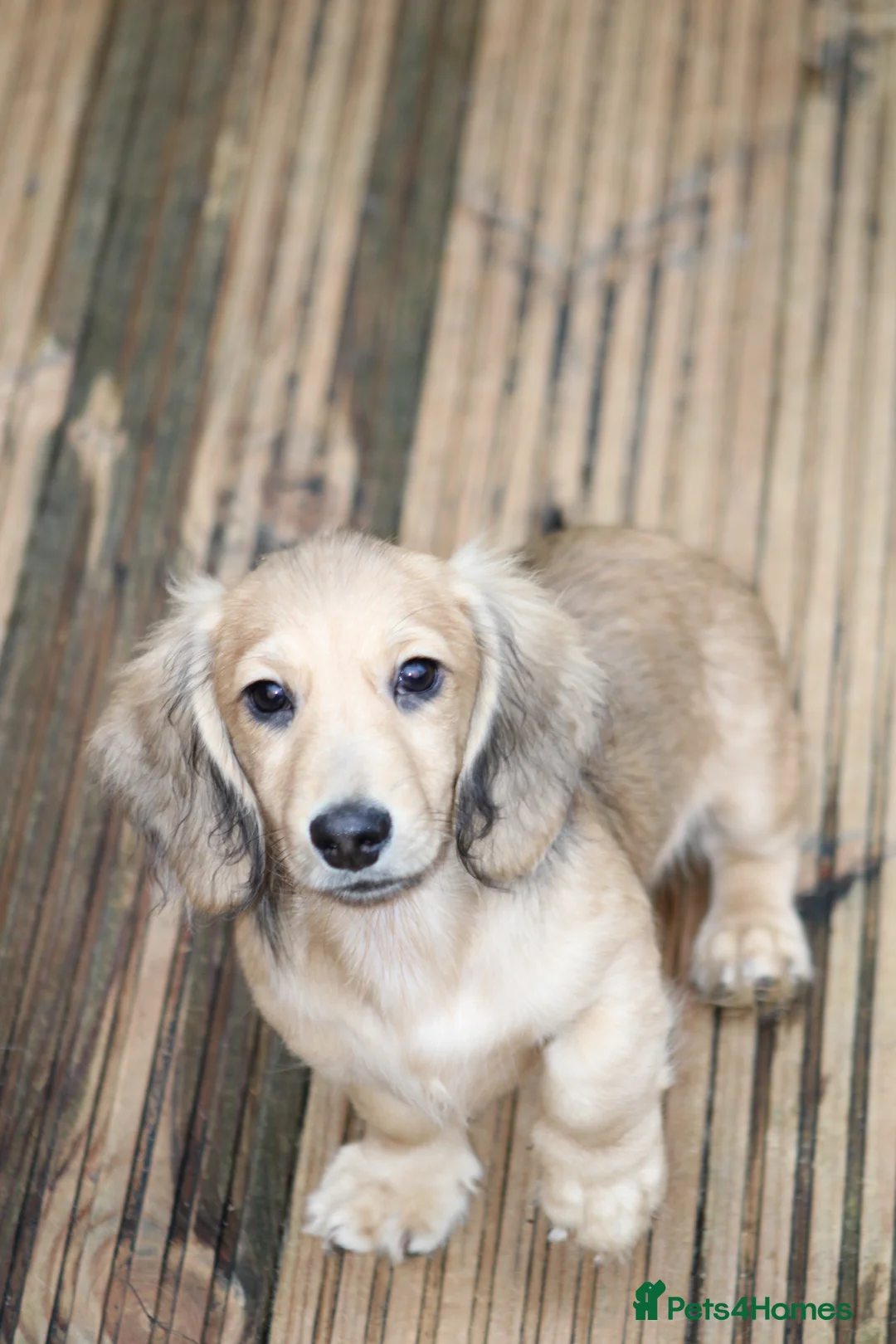 Miniature Dachshund dogs for sale: Cream  Long Hair  - Advert 2