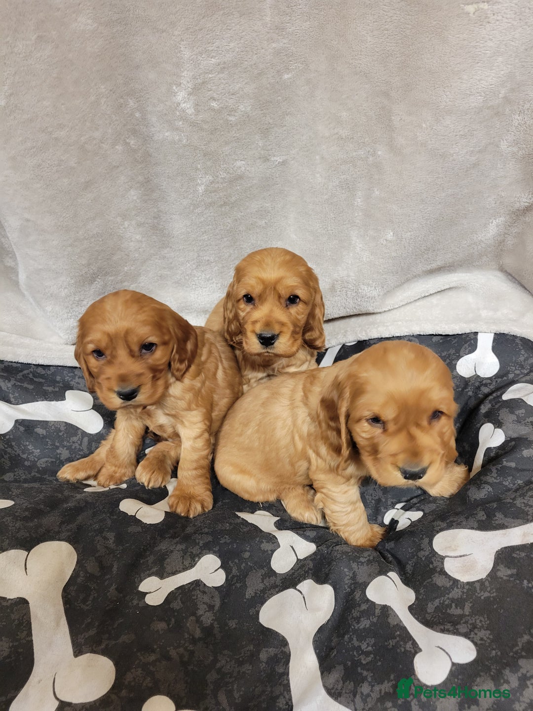 Cocker Spaniel dogs for sale: Cocker spaniel  - Advert 5
