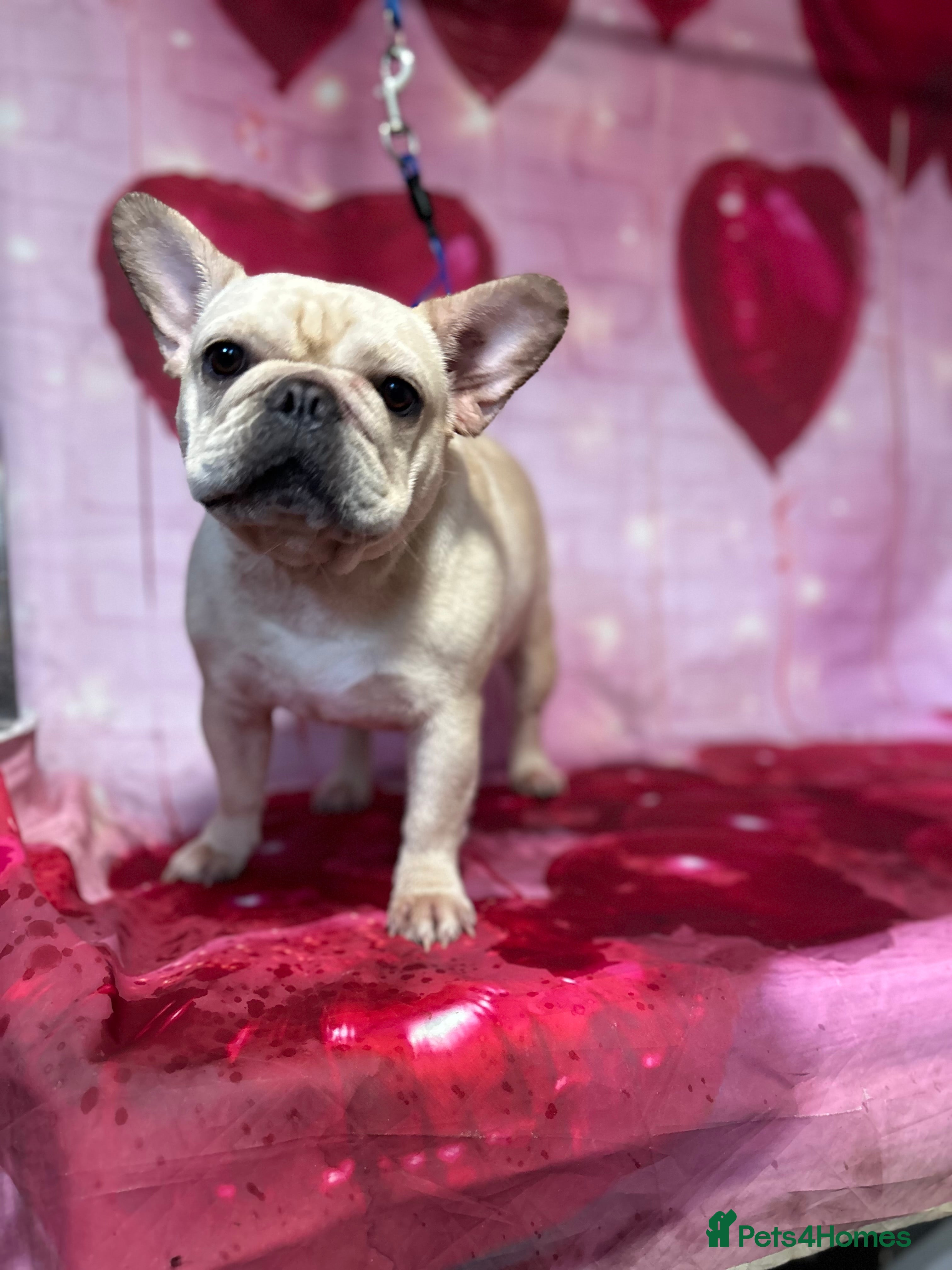 French Bulldog dogs 2 year old frenchie female - Advert 4