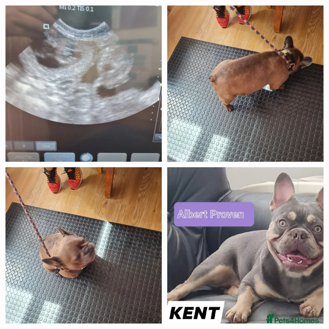 French Bulldog dogs for stud: Top Quality Stud RAMSGATE 🎯🎯 KC registered💣💣  in Ramsgate - Advert 11